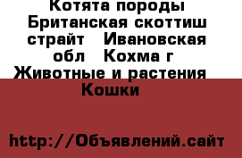 Котята породы Британская скоттиш-страйт - Ивановская обл., Кохма г. Животные и растения » Кошки   